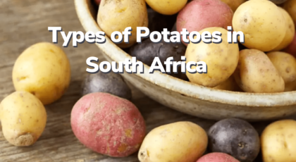 Types of Potatoes in South Africa