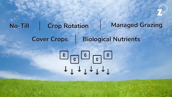 Carbon Drawdown - RegenZ