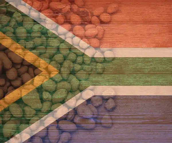 Potatoes in South Africa - RegenZ