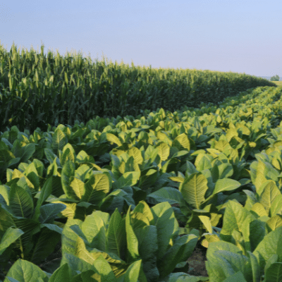 crop health and quality using soil inoculants