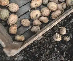 Seed Potato for Sale - RegenZ