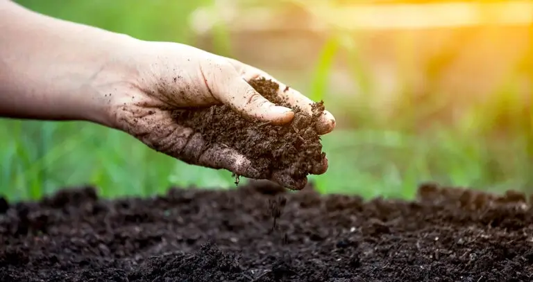Regenerative Soil Practices- RegenZ