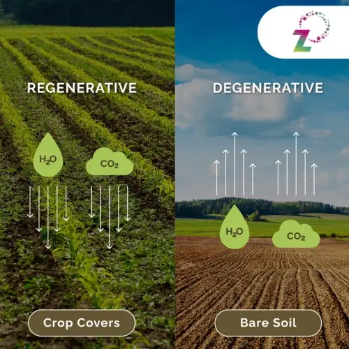 Infographic: The benefits of cover crops in regenerative farming- RegenZ