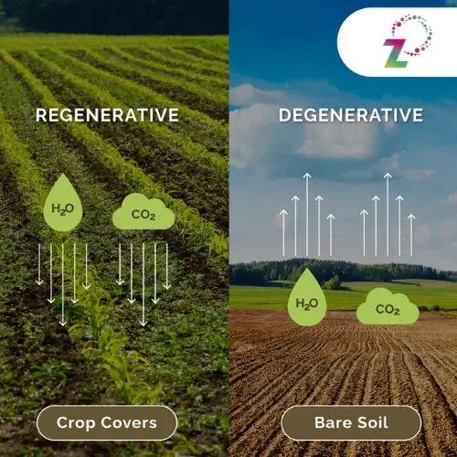 The benefits of cover crops in regenerative farming- RegenZ