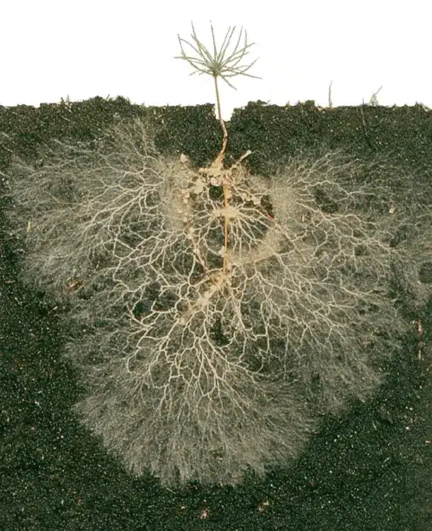 Mycorrhizae on Roots - RegenZ