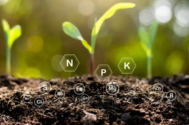 Soil Structure - RegenZ