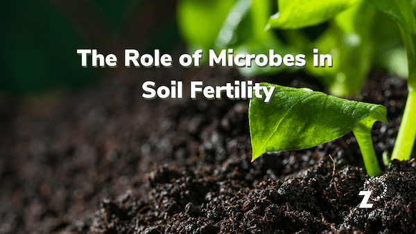 What Is The Role Of Bacteria In Increasing Soil Fertility Class 8