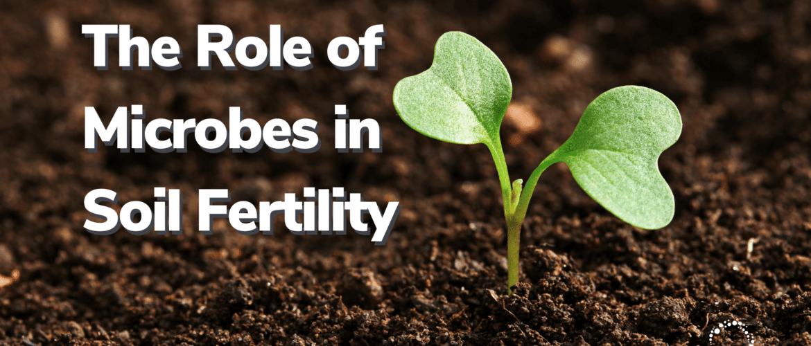 The Role of Microbes in Soil Fertility