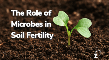The Role of Microbes in Soil Fertility
