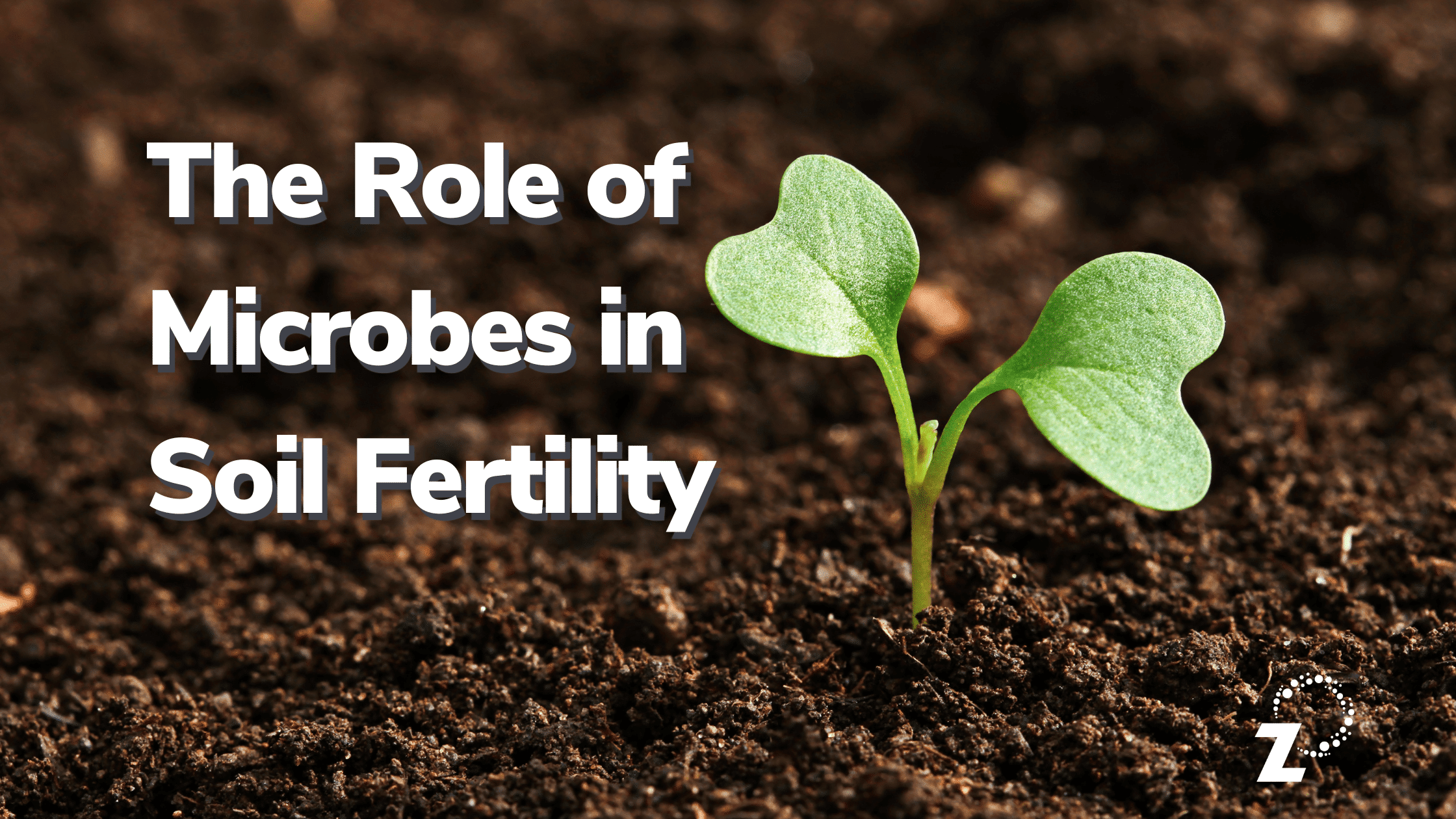 The Role Of Soil Microbes In Soil Fertility Regenz