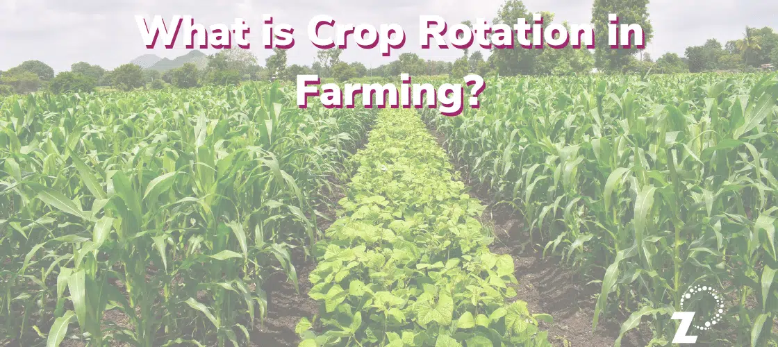 What is crop rotation in farming?