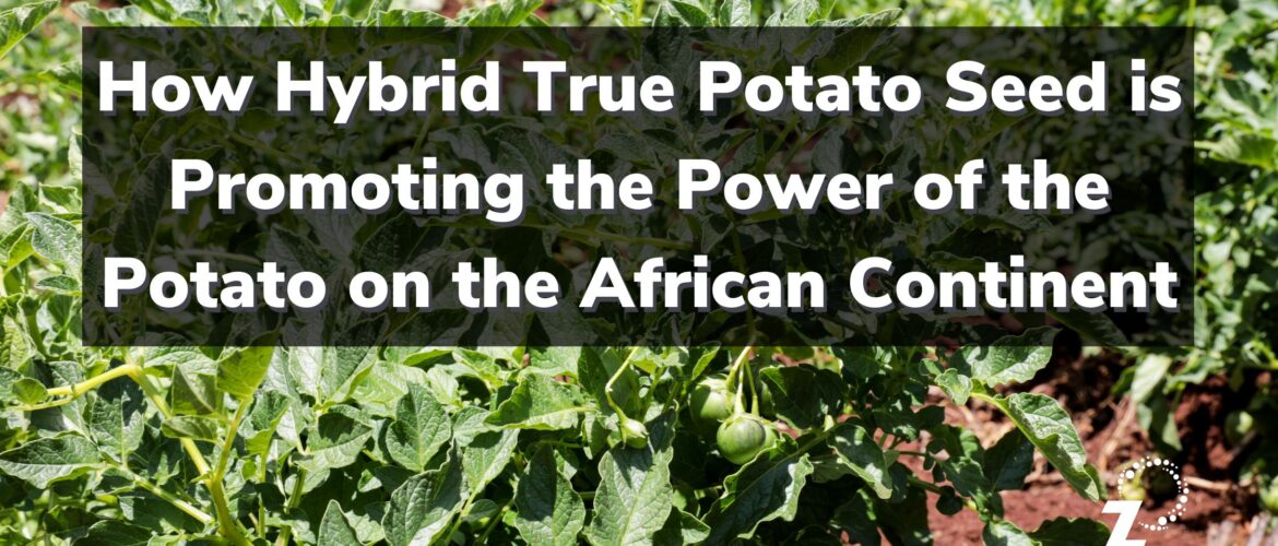 Hybrid True Potato Seed in Africa Blog Header - RegenZ