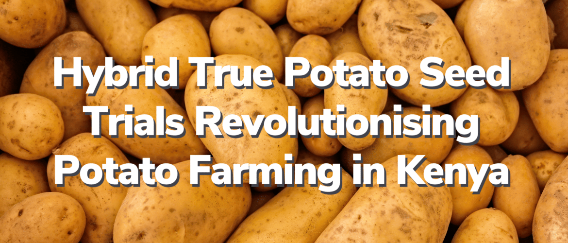 Hybrid True Potato Seed Trials in Kenya - RegenZ